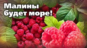 Самые первые работы на малине