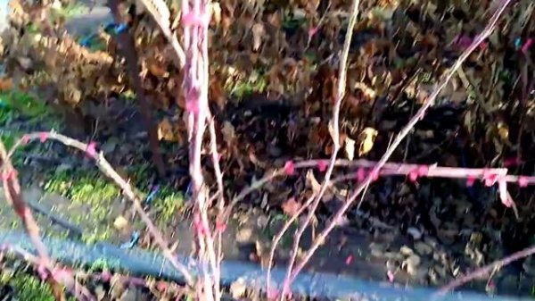 Ежемалина тайбери классическая и тайбери букенгем.