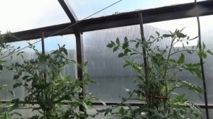 Эти помидоры поспели первыми. Томат Сибирский Бройлер