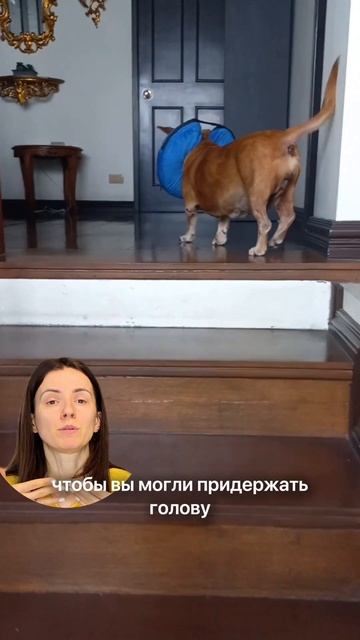 Как стричь когти без страха и боли