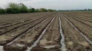 Полив кукурузы после посадки .