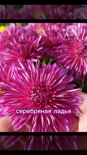 Самые красивые сорта хризантем #саженцы #сад #хризанте смотреть онлайн