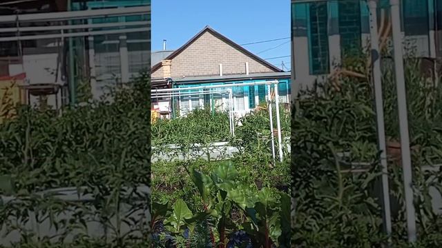 Люблю вечером поливать урожай птички чирикают тишина. смотреть онлайн