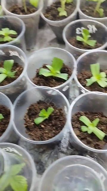 Черенкование циннии - эксперимент! Рассада и саженцы в смотреть онлайн