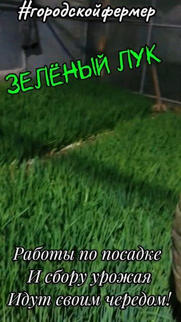 Моя тепличка #городскойфермер #микрозелень #дача #огор смотреть онлайн