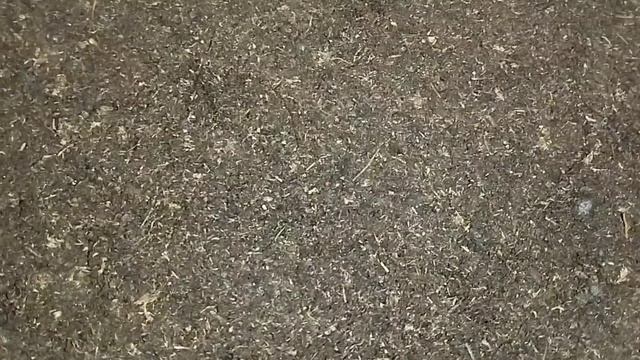 Лучший грунт для посева лука!🧅 Рыхлый, легкий и питат? смотреть онлайн