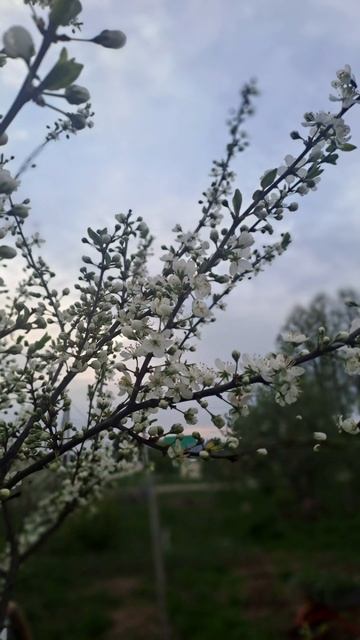 Деревенский вайб. Май