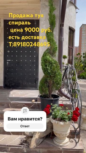 Продаю туи выстриженные в форм форму спирали ￼ и двой?