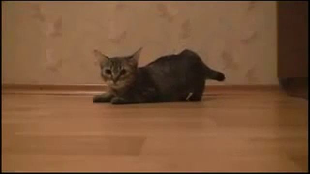 Котенок На старт Внимание МАРШ смотреть онлайн