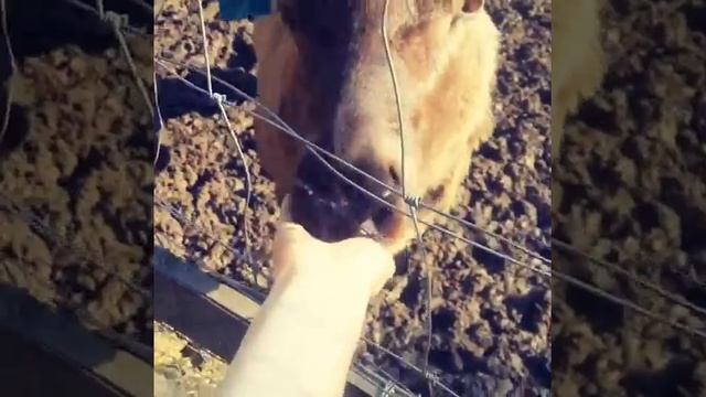 Кормим морала на хозяйстве смотреть онлайн