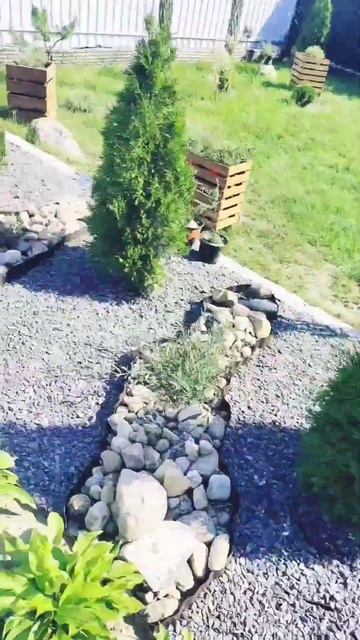 Ржавчина на туе #частныйдом #сад #дача #garden #туя