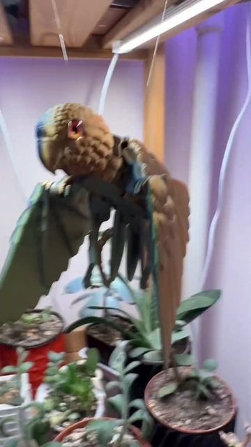 Пролетая #shortvideo #цветыдлядома #москва #растения #сукку? смотреть онлайн