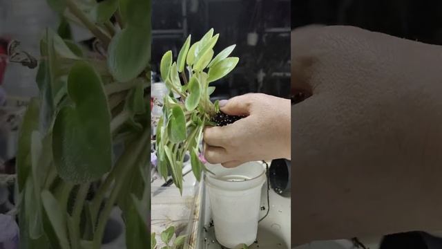 Работаю с мини-фиалками.Пересадка, переукоренение, по? смотреть онлайн