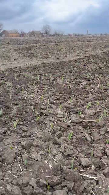 #farming #farm #сельскоехозяйство #сельское #урожай #чеснок #? смотреть онлайн