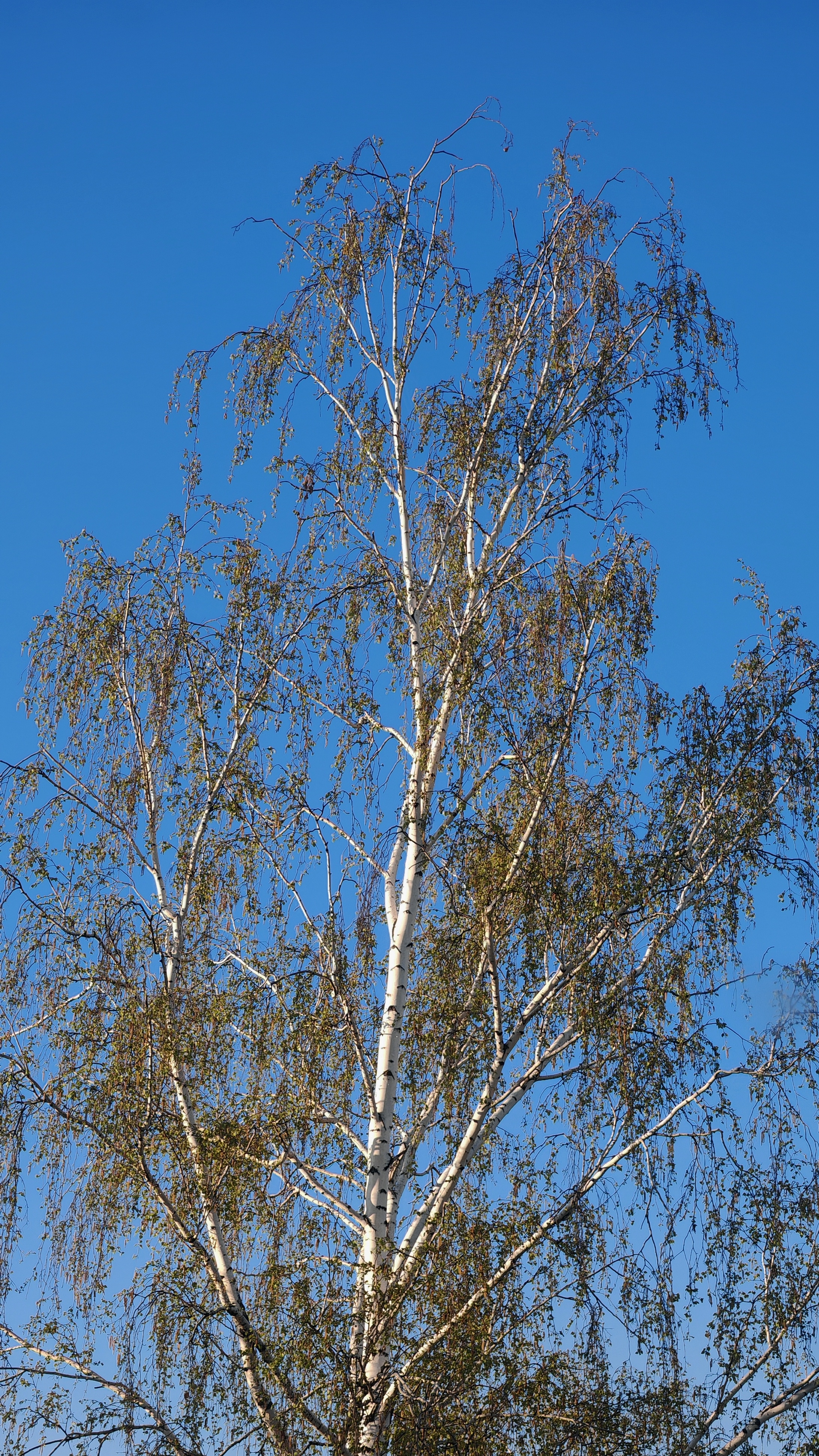 Пусть каждое утро будет добрым ☀️ смотреть онлайн