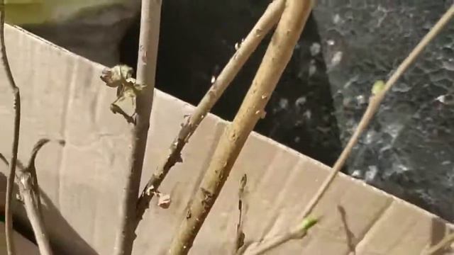 Отзыв Агромаркет-получили новые саженцы. смотреть онлайн