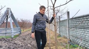 Когда заплодоносит орех пекан?