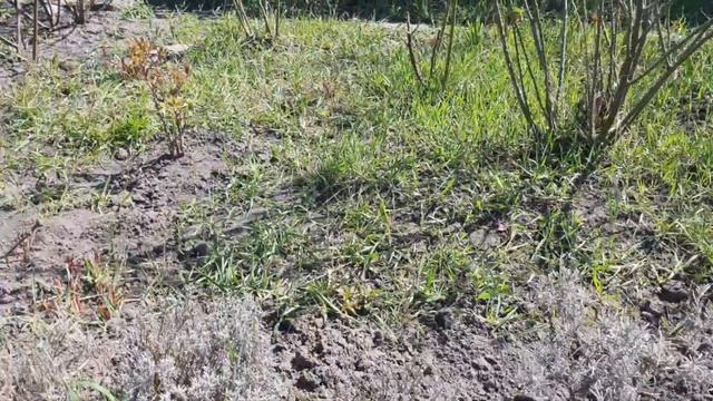 ЛАВАНДИН первое знакомство/ где посадить? смотреть онлайн