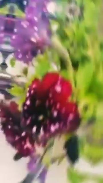 ПЕТУНИЯ ЗВЁЗДНОЕ НЕБО#май #2024shorts смотреть онлайн