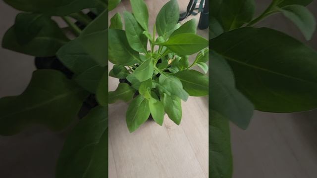 Что произойдёт с петунией без фитолампы смотреть онлайн