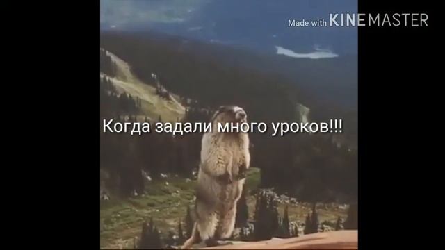 Прикол суслик орет!!! Дичь смотреть онлайн