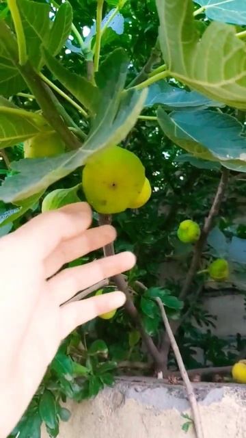 #Огород. Всем хорошего дня. Hamiya salam смотреть онлайн