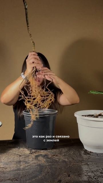 Как пересадить драцену #уходзарастениями #садоводств? смотреть онлайн