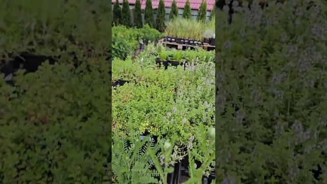 Многолетники, пряные, лаванда, шалфей, перовския смотреть онлайн