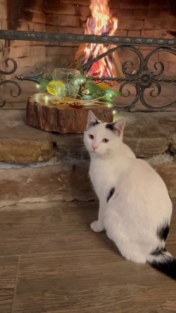 скоро новый год! #2024 #новыйгод #новогодняяпесня #нового смотреть онлайн