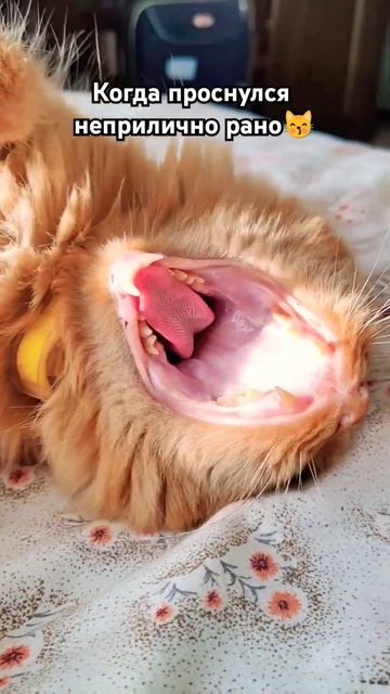 Кот Семён😽 #котсемён #бобтейл #рыжийкот #котейка #добр смотреть онлайн