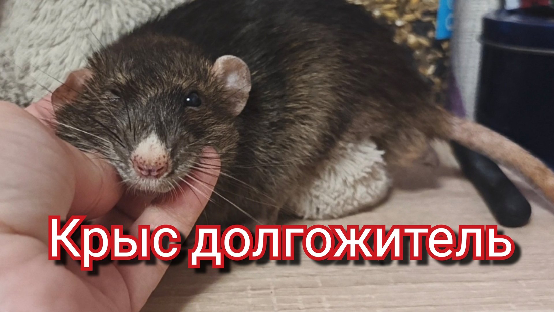 Крыса долгожитель.Крыса дамбо смотреть онлайн