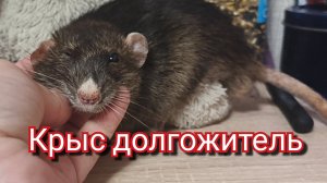 Крыса долгожитель.Крыса дамбо