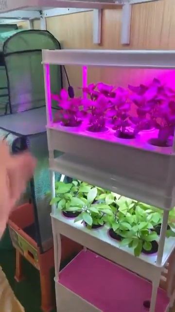 Дачка-садовод #бизнесскитаем #товарыизкитая #вайлдбер смотреть онлайн