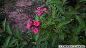 ВЕЙГЕЛА - УКРЫВАТЬ ИЛИ НЕТ? Вейгела Ред Принц (Red Prince).