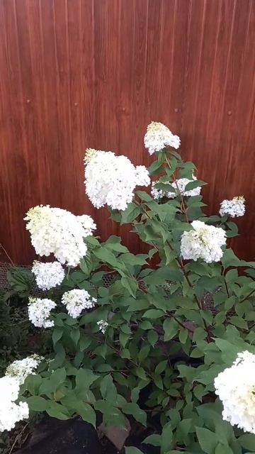 Метельчатая гортензия Ванилла Фрейз (Vanille Fraise) смотреть онлайн