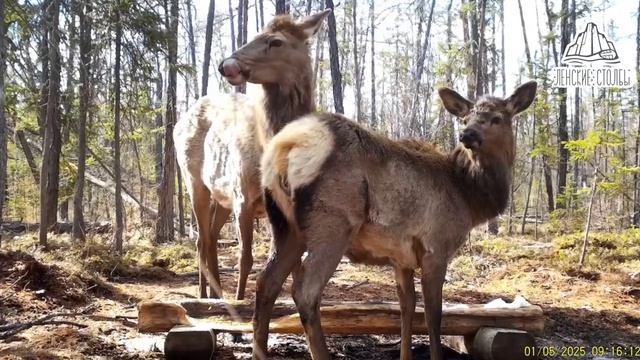 Еще одного Бэмби с матерью запечатлела фотоловушка нацпарка «Ленские столбы»