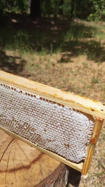 Первый #Мед 🍯 в #2023 году #Shorts #пчеловодство #пасека #сотовыймед #пчелы #медосбор #медовыймесяц
