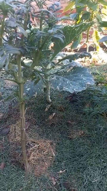 Грядка разных растений, садила те, что были маленькие ? смотреть онлайн