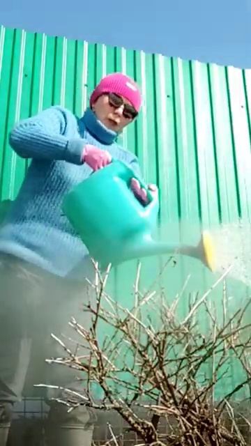 Вредителей смываю почти кипятком#сад#обработка#уход#с смотреть онлайн