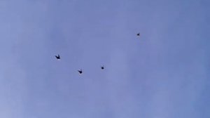 БК торцовые голуби Семченкова А. 2014