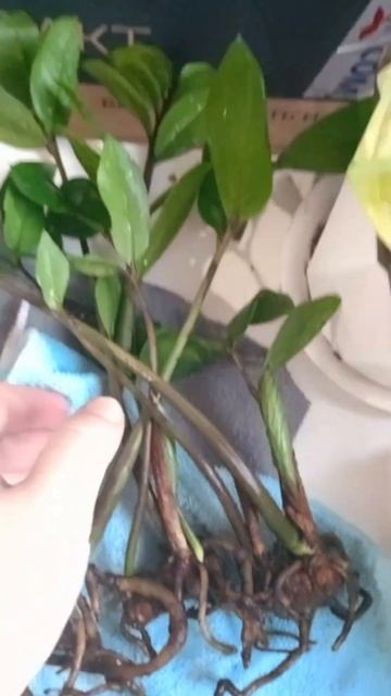 когда пересушила замик #замиокулькас #долларовоедере? смотреть онлайн