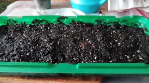 🌼🐞🌸УДАЧНЫЙ ПОСЕВ АСТРЫ! 🔥ОЧЕНЬ БЫСТРЫЕ ВСХОДЫ!