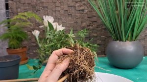 Пересадка ЖАСМИНА после покупки. Потрошим корни, гото?