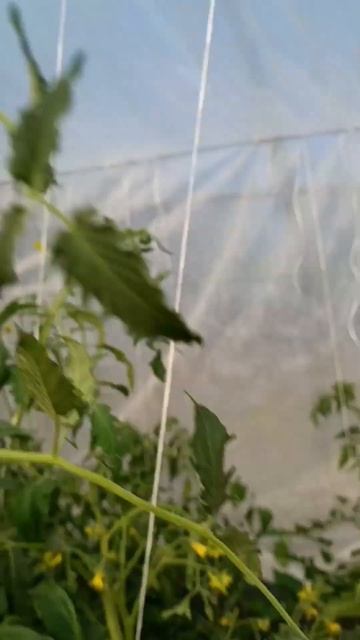 🌿🍅40гр в тени. у томатов макушки как тряпочки🤣 #огор? смотреть онлайн