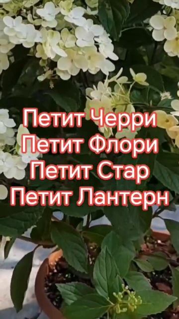 Саженцы гортензий#почтой# Whatsapp +79026881386 смотреть онлайн