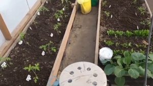 Стандартная теплица 3 х 6. Сколько кустов томатов сажат