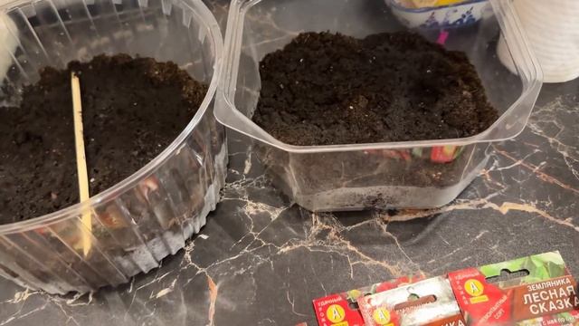 Посадка земляники и петунии 01.02.25 смотреть онлайн