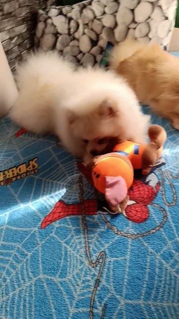 #шпиц. Любимки❤🥰доброе утро🤗❤