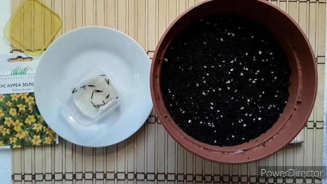 Биденс ауреа золотистый. Bidens Aurea.