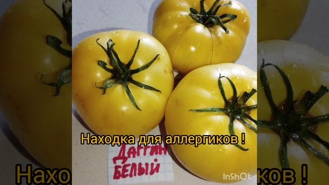 Обзор томатов Чёрное ❤️от Борисовны , Даггин белый и ?